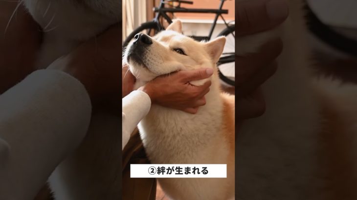 ペットの魅力3選 #shorts #ペット #犬 #猫
