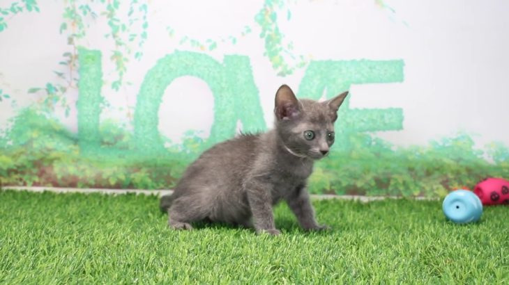 ペットショップcoo&riku No.637842 ロシアンブルー