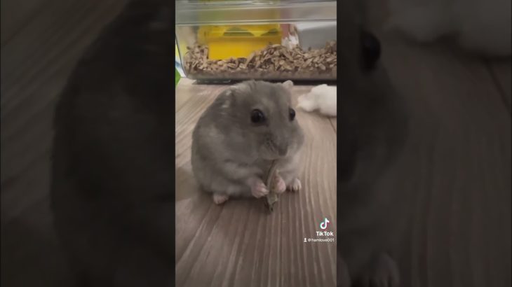 ダイエットはどうされました？ #ハムスターのいる生活 #ハムスター #hamster #ダイエット #animal