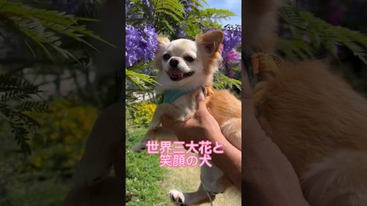 [気まぐれな世界三大花と笑う犬⁉️]in熱海#ペット #花#笑顔