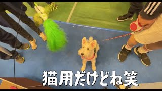 【ペットフェス】猫のおもちゃで遊ぶ犬