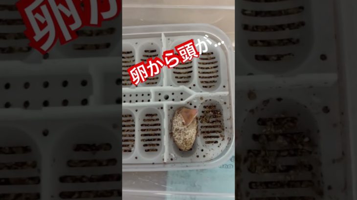 レオパハッチ‼️ #レオパ #レオパードゲッコー #ヒョウモントカゲモドキ #爬虫類 #ペット #ベビー