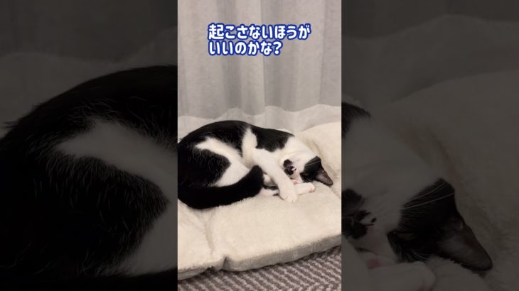レム睡眠、白目で全身ビクビク。　#猫 #猫との生活 #ペット