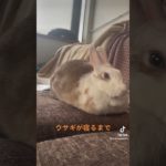 何気ないシーンがかわいいです(笑) ホワうさぎのいる暮らし #ペット #癒し #動物 #可愛い#ウサギ#うさぎの楽園