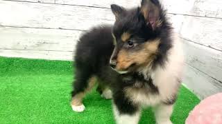 ペットショップ 犬の家 吹田店 「犬種：シェットランドシープドッグ」「問い合わせ番号：157187」