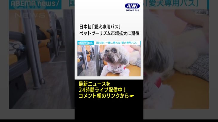 日本初「愛犬専用バス」試験運行開始　ペットツーリズム市場拡大に期待(2023年7月1日)　#shorts