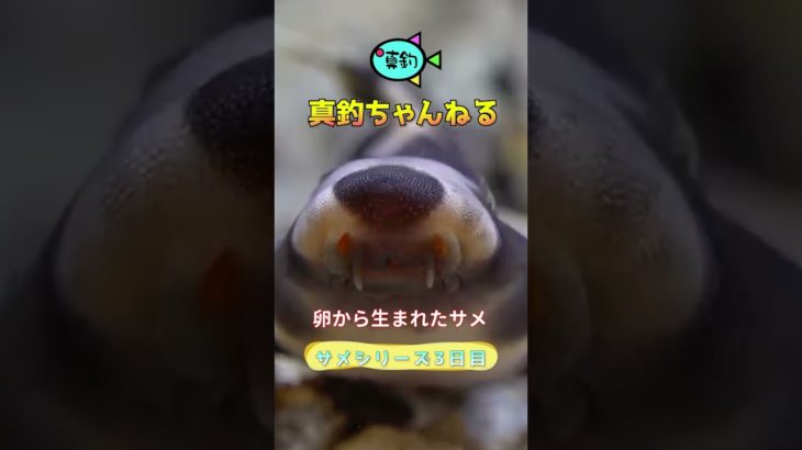 サメシリーズ3日目　＃ペット  #魚  #アクアリウム