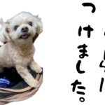 ペットカーにクーラーつけました【関西弁でしゃべる犬】#470 #SKISOPGO