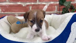 ペットショップCOO&RIKU　No.00642406 ジャックラッセルテリア