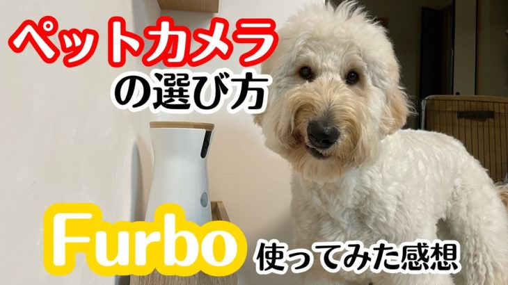 ペットカメラの選び方【Furbo】を使ってみた感想！