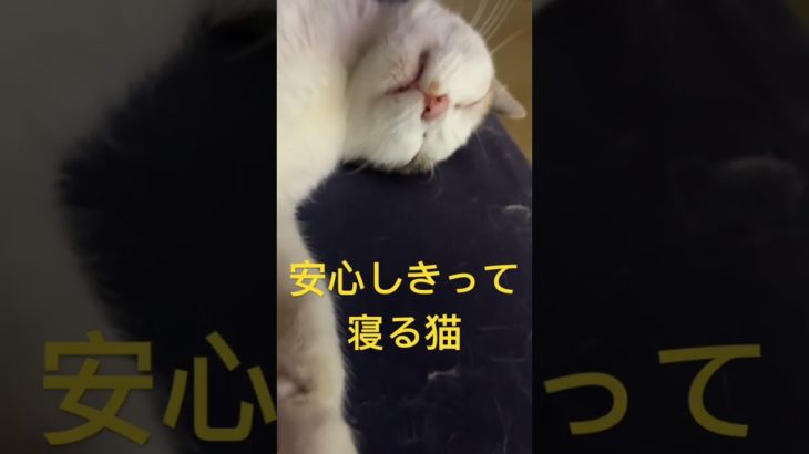 ペットホテルGibeon・番猫花梨
