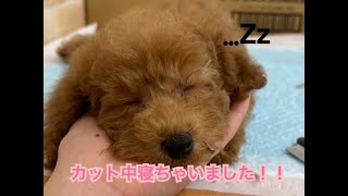 【ひごペットフレンドリー】【東淀川店】カット中うとうと・・・ｚｚZ