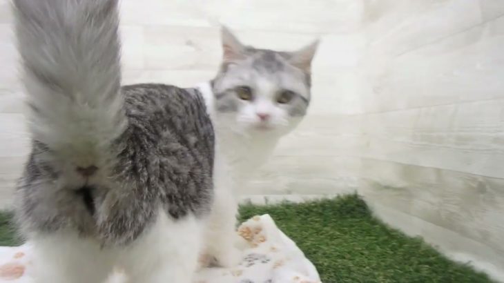 ペットショップcoo&riku No.00629946 スコティッシュフォールド