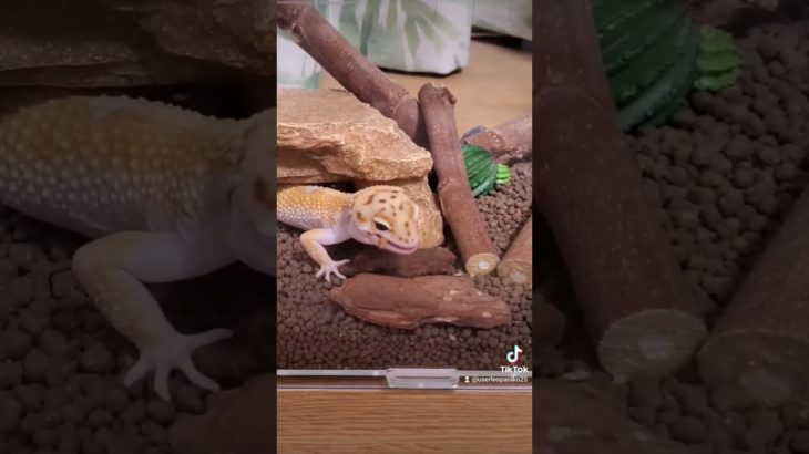 食って、寝るｩ!!!!! #レオパ #ヒョウモントカゲモドキ #かわいい #ペット #癒し #leopardgecko #tiktok