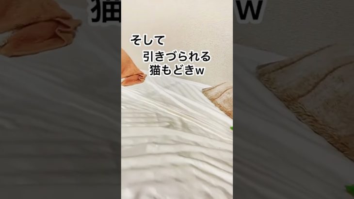 猫のようにじゃれるインコ#shorts #かわいい #ペット #手乗りインコ #鳥 #動物 #ズグロシロハラインコ #シロハラインコ #手乗り #インコ #面白動画