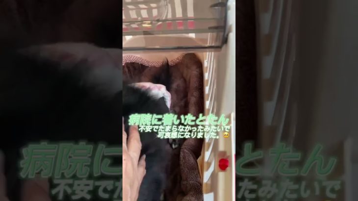 【抜糸】みかん🍊(チワワ)抜糸の為病院へ‼️病院怖い😱#shorts #ペット #チワワ