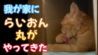 我が家にライオン丸がやってきた！多頭飼いのペットとの暮らし