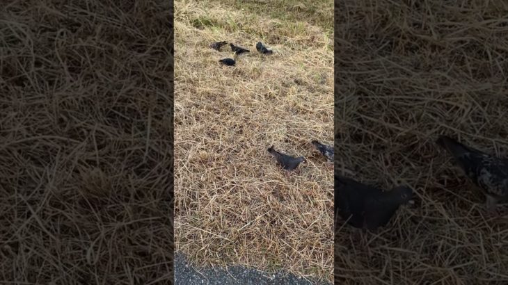 フィッシャーズ聖地でクルックー