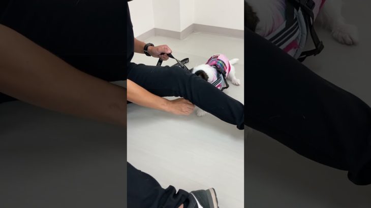 ジャックラッセルテリア｢ピーチ｣のトレーニングの様子🐶 #ペットモデル大募集 #ペットモデル #動物プロダクション #タレント犬 #メディアへ出演 #ジャックラッセルテリア#ピーチ#トレーニング