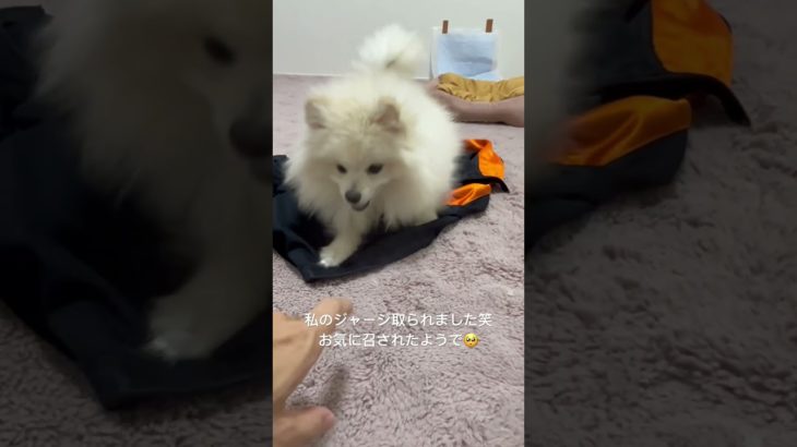 ジャージ気にいるポメラニアン #youtubeshorts #ペット #ポメラニアン #犬 #usa #shorts