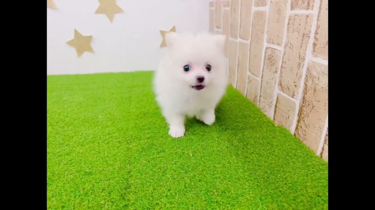 ペットショップ犬の家＆猫の里エアポート店　158740　ポメラニアン　♂