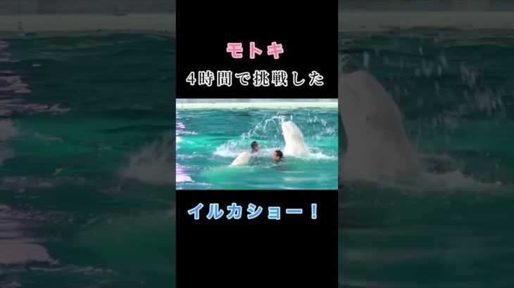 【挑戦】4時間で挑んだモトキのイルカショー！ #フィッシャーズ #フィッシャーズ切り抜き #シルクロード #モトキ #イルカショー #イルカ #shorts #short