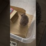 8月28日ダイエット日記