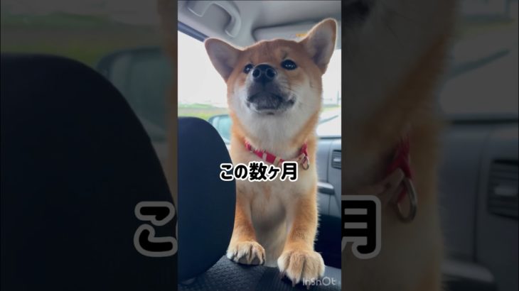 柴犬まる💕今日で9カ月になりました✨　#柴犬 #ペット #こいぬ #かわいい