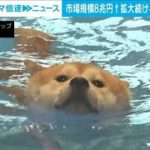 【解説】中国・空前のペットブーム 「クローン犬」も人気 ANN上海支局 高橋大作支局長【ABEMA NEWS】(2023年8月17日)