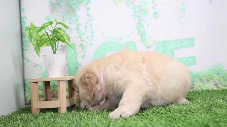 ペットショップCoo&RIKU No645771　ゴールデン・R