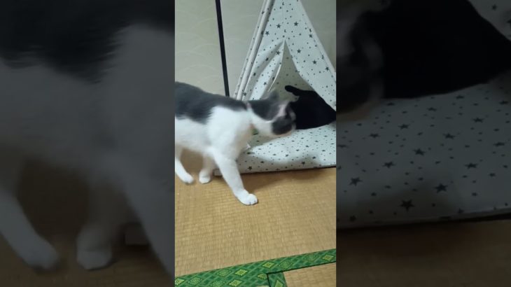 DAISOのペット用ハウスと猫達　DAISO pet house and cats