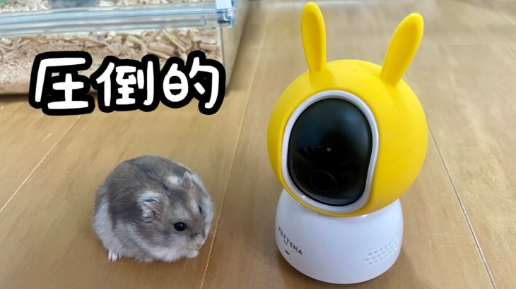 【PA3】新しいペットカメラの〇〇の機能がすごすぎた！！【PETTENA】