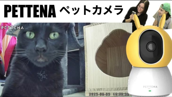 PETTENA ペットカメラ開封・猫のリアクション！Unboxing Pettena Pet Camera and our cat’s reaction 10%クーポン有