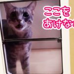 ペットドア越しにめちゃくちゃ文句を言ってくる乙女猫／The cat is angry at the pet door