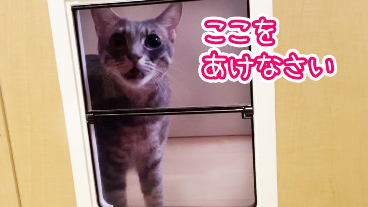 ペットドア越しにめちゃくちゃ文句を言ってくる乙女猫／The cat is angry at the pet door