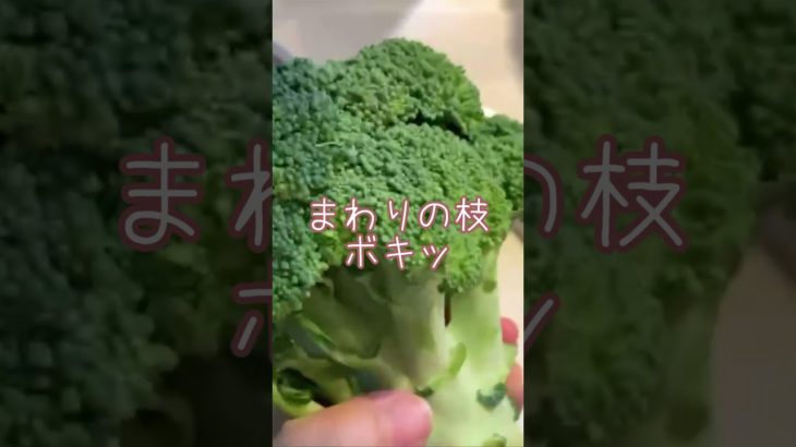 ダイエットにおすすめ！ブロッコリーサラダ #cat #猫 #shorts #ダイエット