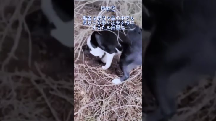 ペットにしたい犬の紹介 #カレリアンベアドッグ #dog #犬のいる暮らし #犬好きさんと繋がりたい #図鑑