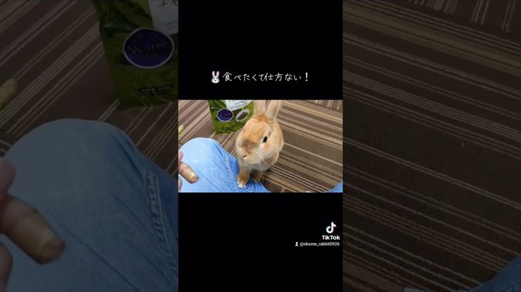 食いしん坊🐰　#rabbit #うさぎ #animals #ネザーランドドワーフ #bunny #かわいい #ほのぼの #癒し #cute #ペット #もふもふ #ウサギ #おやつ #snack