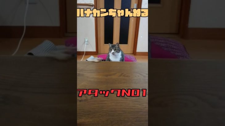 アタックカンちゃん！#shorts #short #猫 #ペット #ペット動画