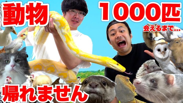 動物１０００匹に会えるまで帰れま１０００やったら動物園みたいな自宅に訪問できた！？