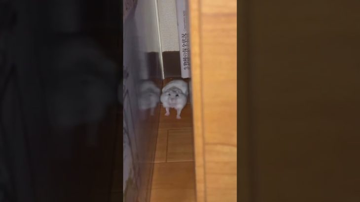 気合いを入れるハムスターが可愛い【ててらぼペット部】