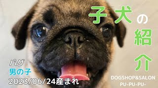 パグの男の子【ドッグサロン プープープー ペットショップ 北海道 函館市 子犬 販売】