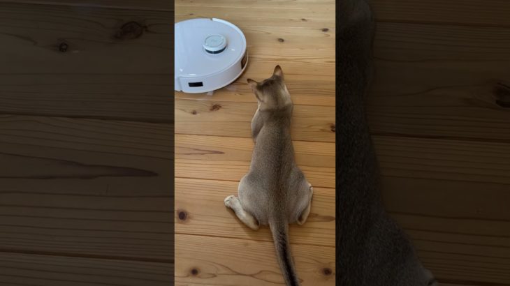 全く先に進めないロボット掃除機 #カービン #シンガプーラ #ねこ #ペット #子猫 #エコバックス#ロボット掃除機