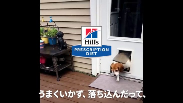 それが、サイエンスの力。プリスクリプション・ダイエット