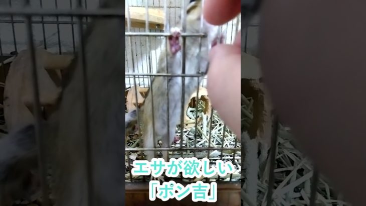 しまりす「ポン吉」おねだりさん！！