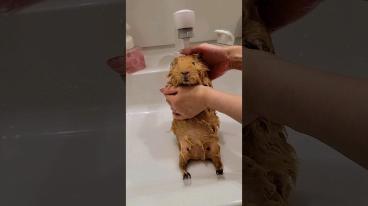 モルモットのお風呂? #もふもふペットcafe #モルモット