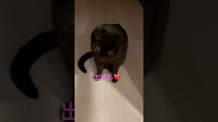 ただのママを出待ちする猫 #cute #ペット #cat #黒猫 #猫 #可愛い #癒し #アイドル #ドッキリ