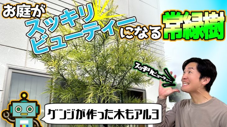 【入荷情報】植木の入荷シーズン到来！お庭をスッキリビューティにしてくれる常緑樹