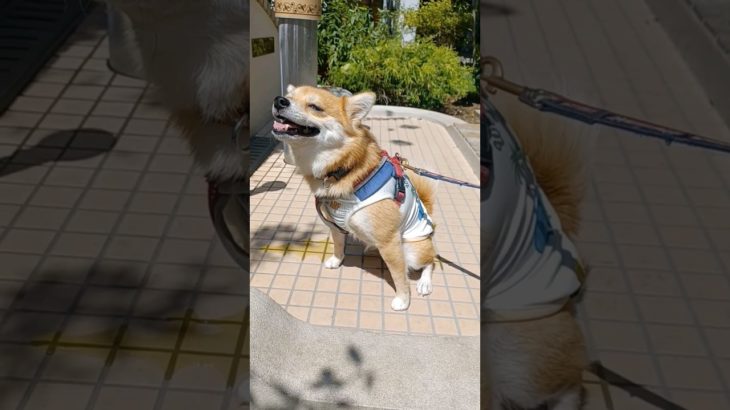 最高のペットマナー！可愛いミックス犬がアウトレットモールのペットトイレで驚くほど上手にオシッコ【閲覧注意】