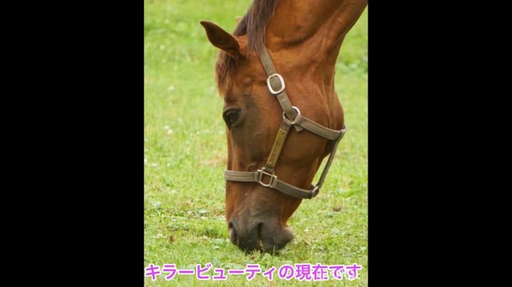 キラービューティ　元気です♫ #ノーザンホースパーク #繁殖牝馬
